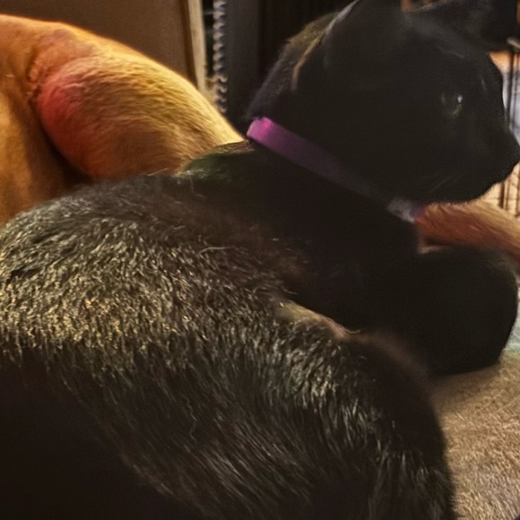 Meet your Posher, Dawn - Picture 8 of 10